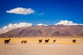 Herd of llamas walking in bolivian mountains Royalty Free Stock Photo