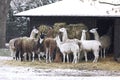 A herd of llamas at the zoo. Warsaw, Poland