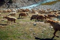 Herd of sheep grazing near mountain and flowing river. Naran, Pakistan. Royalty Free Stock Photo