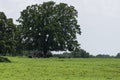 Herd of Longhorn cattle resting under tree Royalty Free Stock Photo