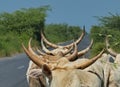 A herd of luxurious horns