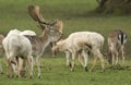 A herd of magnificent buck Fallow Deer, Dama dama, grazing in a field at the edge of woodland. Royalty Free Stock Photo