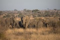 Herd of majestic African elephants congregates in the open savannah.