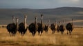 A group of ostriches running across the plain created with Generative AI