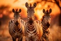 Herd of majestic zebras freely roaming the vast african savannah under golden sun Royalty Free Stock Photo