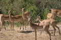 A herd of male and female Impalas in Mikumi National Park, Tanzania, East Africa