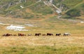 herd of many wild horses galloping including foals and mares Royalty Free Stock Photo