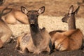 A herd of marals on vacation in a pasture. Two lying females in close-up. Selective focus Royalty Free Stock Photo