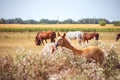 A herd of mares with foals graze on the pasture Royalty Free Stock Photo