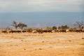 A herd of Masai boran cattle grazing in the wild at Amboseli National Park in Kenya