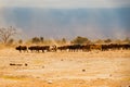 A herd of Masai boran cattle grazing in the wild at Amboseli National Park in Kenya