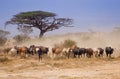 Herd of Masai cows in amboseli kenya Royalty Free Stock Photo