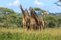 A herd of Masai Giraffe in the Serengeti National Park Royalty Free Stock Photo