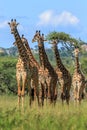 A herd of Masai Giraffe in the Serengeti National Park Royalty Free Stock Photo