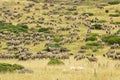 A herd of Merina sheep Royalty Free Stock Photo