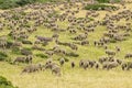 A herd of Merina sheep Royalty Free Stock Photo
