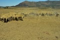 A herd of merino sheep milling around