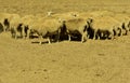 A herd of merino sheep milling around