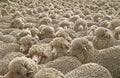 A herd of Merino sheep penned and waiting to be sheared. Royalty Free Stock Photo