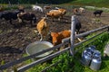 Herd of milking cows Royalty Free Stock Photo