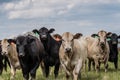 Herd of mixed heifers looking at camera Royalty Free Stock Photo