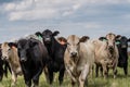 Herd of mixed heifers looking at camera