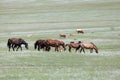 Herd of Mongolian horses of cows in the steppes
