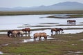 Herd of Mongolian horses