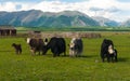 Herd of mongolian yaks with calves on the mountainous horizon ba