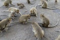 Herd of monkeys are eating nuts. Feeding monkeys with nuts Royalty Free Stock Photo