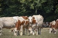 Herd of Montbeliarde cows grazing cosy together on a meadow Royalty Free Stock Photo