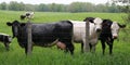 Cows standing by fence looking with little calf