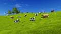Milk cows graze on green farm grassland