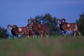 Herd of moufflons in wild evening autumn nature in rut, Slovakia Royalty Free Stock Photo