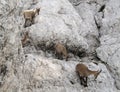 Herd of mountain goats - Alpine Ibex Royalty Free Stock Photo