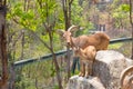 Herd of mountain goats , goats in the nature habitat Royalty Free Stock Photo