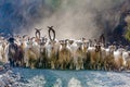 Herd of mountain goats Royalty Free Stock Photo