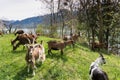 Herd of mountain goats on a lush green meadow with a lake and snow-capped mountains behind