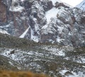 Herd of mountain sheep is masked against the background of rocks, stones and snow Royalty Free Stock Photo