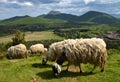 Herd of mountain sheep