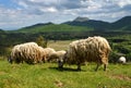 Herd of mountain sheep