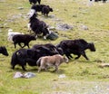 Herd of Mountain yaks