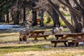Mule deer picnicking, Little Bow Provincial Park, Alberta, Canada Royalty Free Stock Photo
