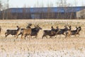 Herd of mule deer running in the agricultural field in winter