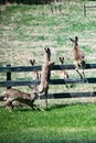 Herd of Mule deer heading for the hills Royalty Free Stock Photo