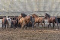 Herd of multi-colored horses run from pasture to old stable. Summer outdoor walk is over. Royalty Free Stock Photo