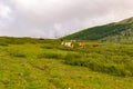 A herd of multicolored cows graze on a green meadow a sunny summer day with large white clouds on the horizon in the middle of th Royalty Free Stock Photo