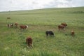 A herd of multicolored cows grazing on a green meadow with lush grass Royalty Free Stock Photo