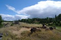 Herd of Muskox resting on a plain
