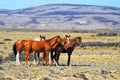 The herd of mustangs